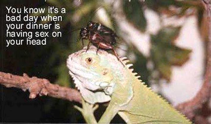 Lizard